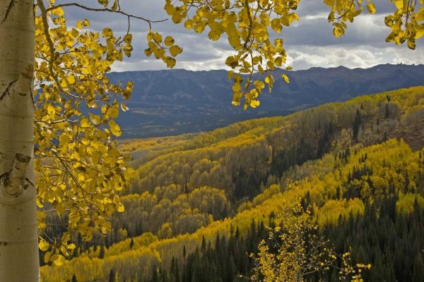 Colorado, Gunnison NF Fall color below Ohio Pass